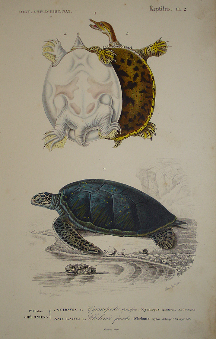 Gymnopus Spiniferus and Chelonia (green turtle) - Oudet