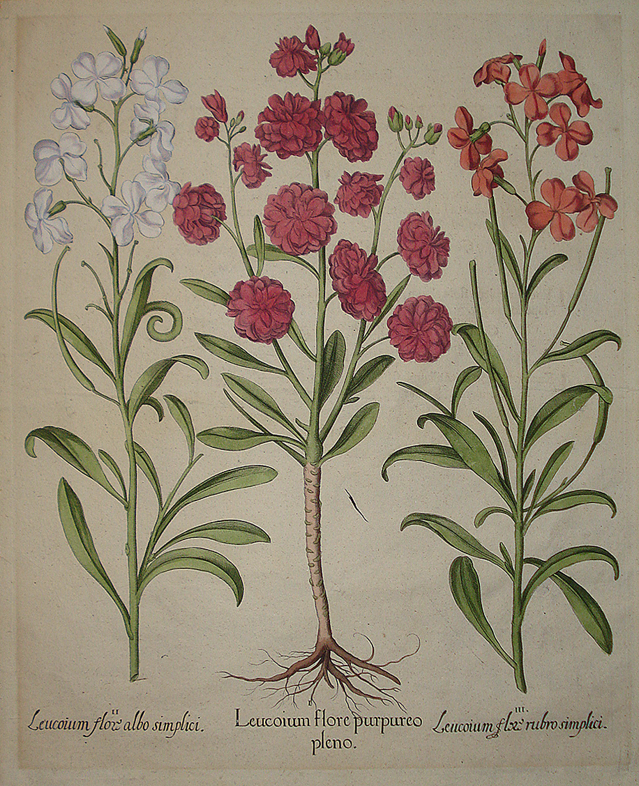 Leucojum flore purpureo - Basilus Besler