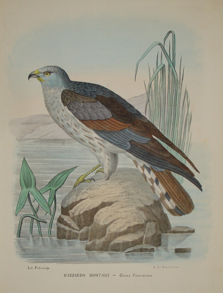 Falco grigio - Raimondo Petraroja