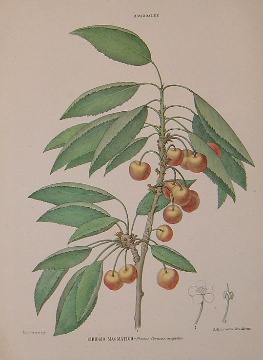 Cherry - Raimondo Petraroja