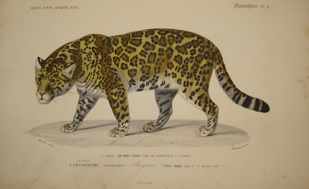 Dictionnaire universel d'histoire naturelle - Jaguar