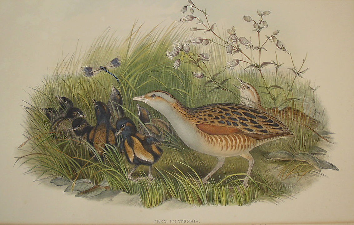 Crex Pratensis (quail) - J. Gould