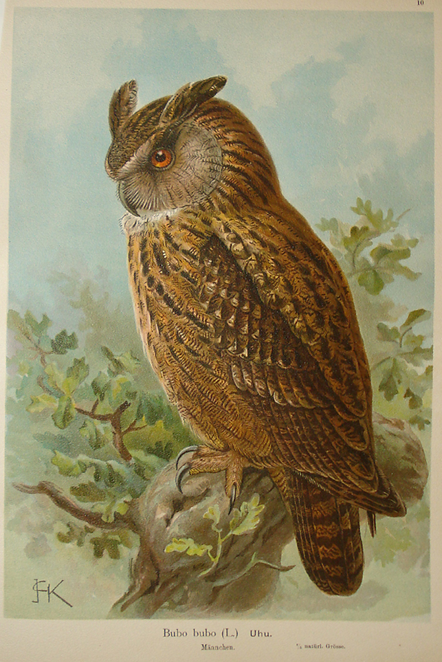 Royal Owl - E. Kohler