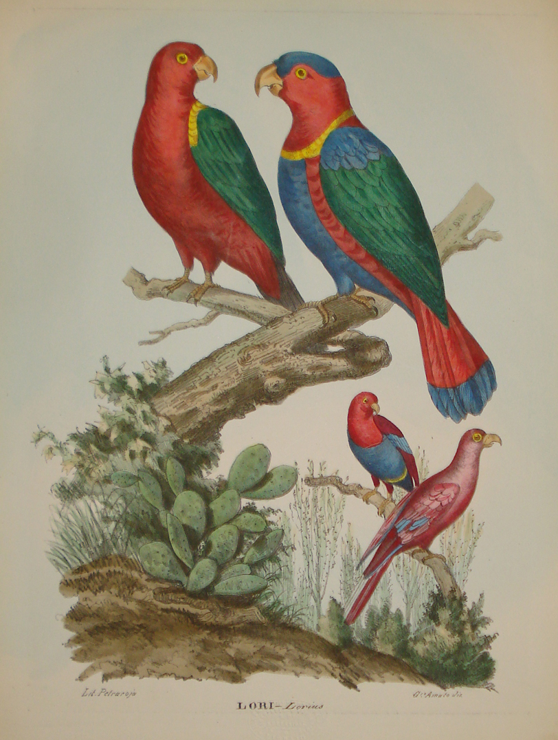 Parrot Lorius - Raimondo Petraroja