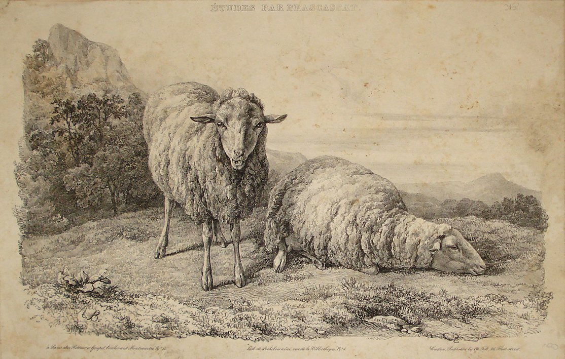 Bichebois - Pecore