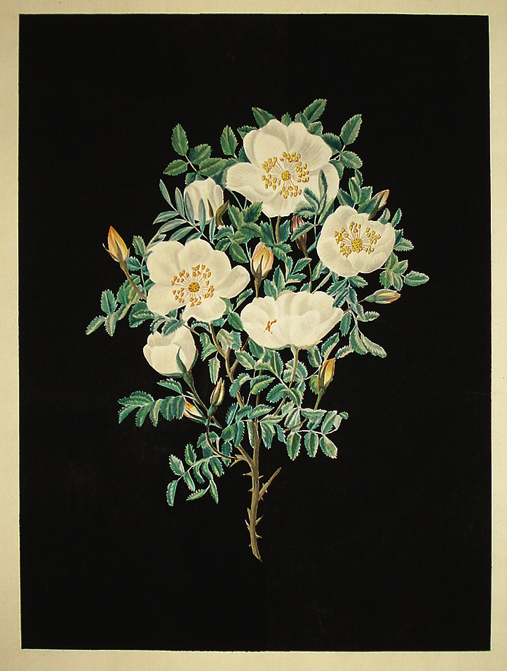 Rosa Canina - Pierre Redoute