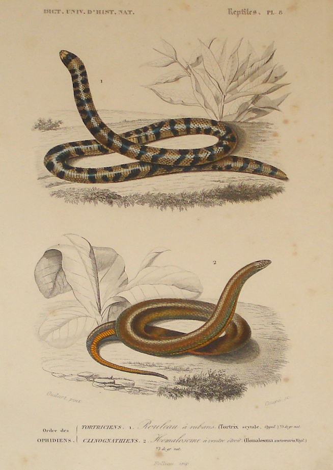 Dictionnaire universel d'histoire naturelle - Snakes