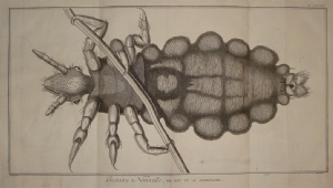 Louse under a microscope - Diderot e D'Alambert - Benard