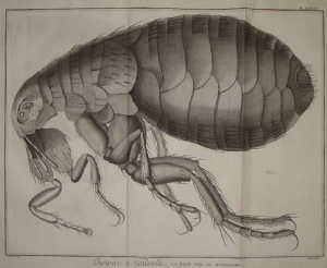 Flea under the microscope - Diderot D'alambert - Benard