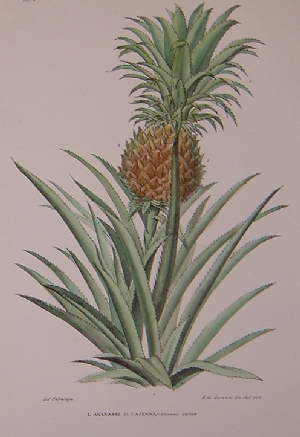The pineapple of Cayenne - Raimondo Petraroja