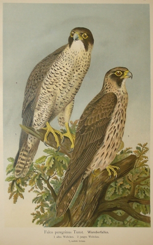 Peregrin Falcon (hawk) - E. Kohler