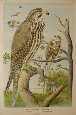 Falco Sacer (Hawk) - E. Kohler