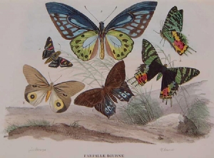 Petraroja - Farfalle diurne