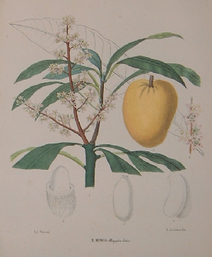 Petraroja - Mango