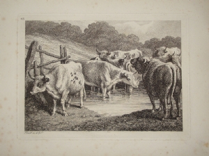 Cows grazing - Samuel Howitt