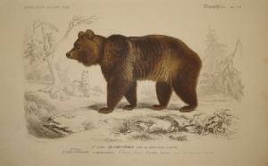 Dictionnaire universel d'histoire naturelle - Brown bear