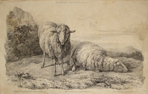 Bichebois - Sheep