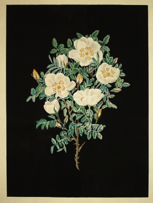 Rosa Canina - Pierre Redoute